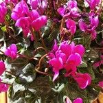 Cyclamen hederifoliumFloare