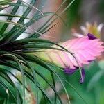 Tillandsia guatemalensis Blad