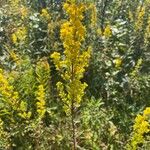 Solidago speciosa 花