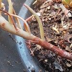 Petrosedum ochroleucum 樹皮