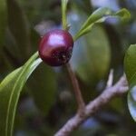 Planchonella chartacea 果実