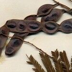 Anadenanthera colubrina ഫലം