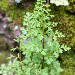 Anogramma leptophylla Leaf