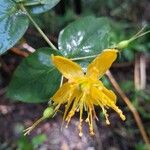 Hypericum grandifolium Žiedas