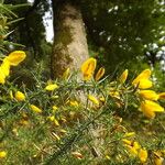 Ulex gallii Otro