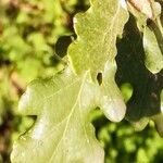 Quercus pubescens Feuille