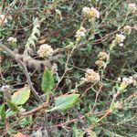 Eriogonum parvifolium Hábito