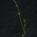 Pedicularis gracilis Yeri