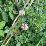 Trifolium medium Habitus