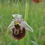 Ophrys fuciflora മറ്റ്