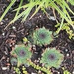 Sempervivum calcareum Blad