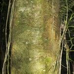 Quararibea bracteolosa Corteza