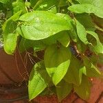 Dioscorea oppositifolia পাতা