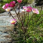 Ranunculus glacialis Fula