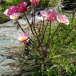 Ranunculus glacialis 花