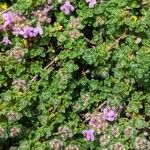 Thymus villosus Leaf