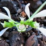 Chamaesyce hypericifolia Цвят