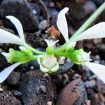 Euphorbia hypericifolia Flower