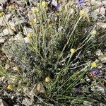 Helichrysum saxatile List
