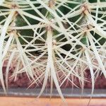 Echinocactus grusonii Ліст