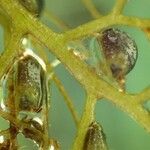 Utricularia australis 果實