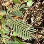 Mimosa quadrivalvis Leaf