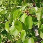 Pyrus cordata Folha