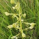 Habenaria helicoplectrum Λουλούδι