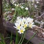 Nothoscordum bivalve Flor