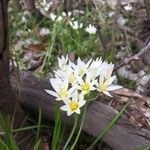 Nothoscordum bivalve Blomma