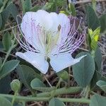 Capparis spinosa Blomma