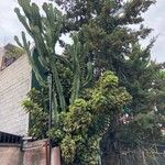 Euphorbia murielii Habit