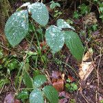 Rubus nigricans Blatt