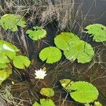 Nymphaea lotus Flower