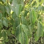 Tetradium daniellii Blatt