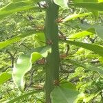 Leuenbergeria bleo Bark