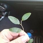 Ziziphus spina-christi Yaprak