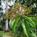 Miconia longifolia Beste bat