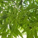 Fraxinus angustifolia 叶