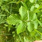 Filipendula ulmaria Blad