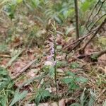 Hemipilia cucullata Blüte