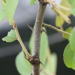 Ziziphus mucronata ഇല