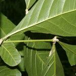 Angostura granulosa Hoja