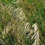 Bromus inermis Fruit