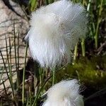 Eriophorum scheuchzeri Ffrwyth