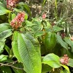 Miconia tococa Flower