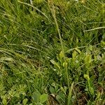 Carex vaginata Habit