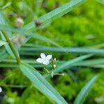 Veronica scutellata 花