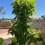 Catalpa speciosaपत्ता