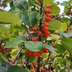 Erythroxylum macrophyllum Fruit